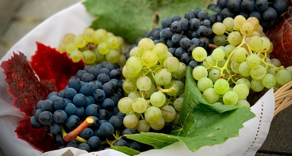Tipos de Uva