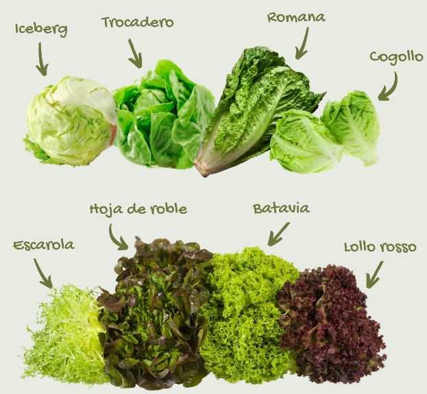 Variedad de lechugas